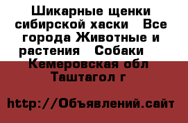 Шикарные щенки сибирской хаски - Все города Животные и растения » Собаки   . Кемеровская обл.,Таштагол г.